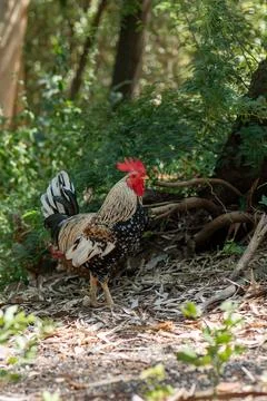 Chicken Stock Photos