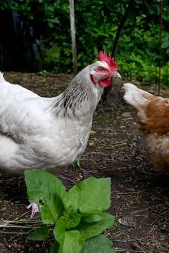 Chicken Stock Photos