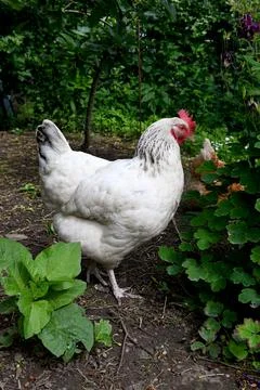 Chicken Foto stock