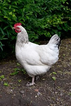 Chicken Photos