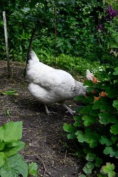 Chicken Foto stock