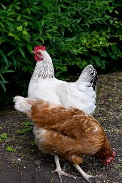Chicken Fotos de archivo