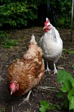 Chicken Fotos de archivo