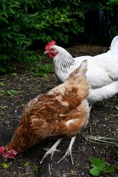 Chicken Foto stock