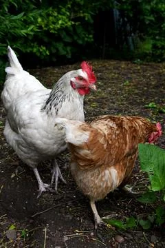 Chicken Foto stock