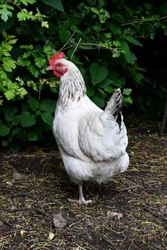 Chicken 库存照片