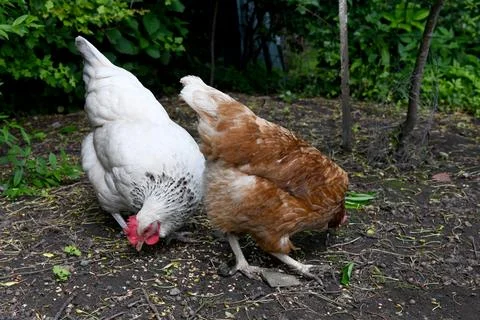 Chicken 库存照片