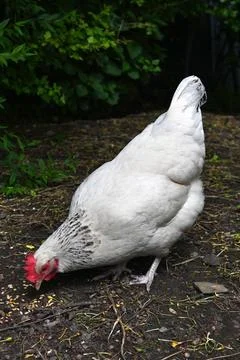 Chicken Foto stock