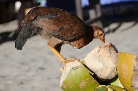 Chicken picking on a Coconut Stock-Fotos