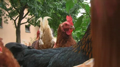 Chicken picking for food 库存影片 765099