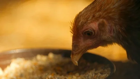 Chicken picking up oat flakes Stock Footage 112423056