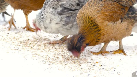 Chicken picks grain from the snow 스톡 동영상 117928697