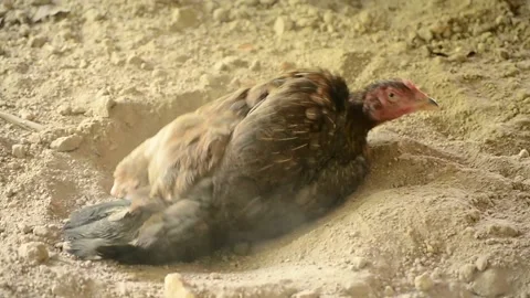 Chicken play dust Stock Footage 233320589