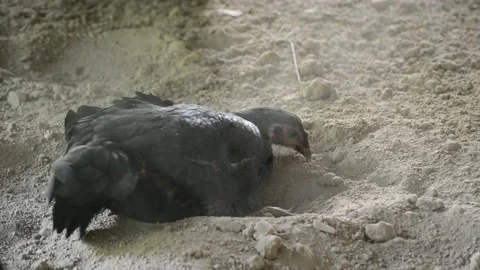 Chicken play dust Stock Footage 233320827
