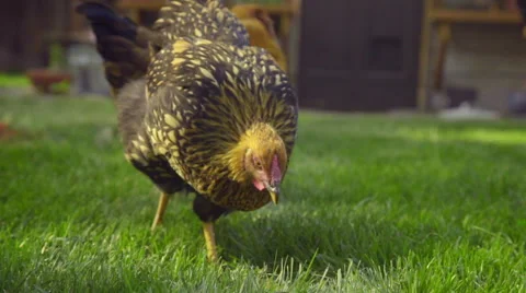 Chicken plucks at the grass Stock Footage 59664509
