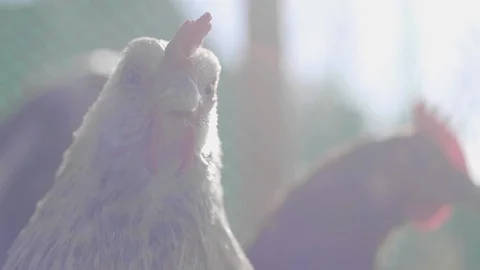 Chicken portrait 2 Stock Footage 97388403