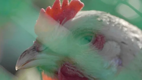 Chicken portrait Stock Footage 97388516