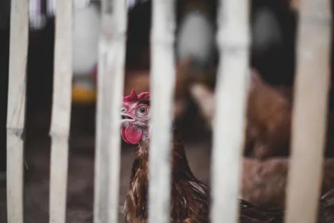 Chicken portrait Stock Photos