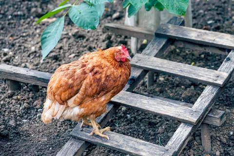 Chicken posing outdoor Stock Photos