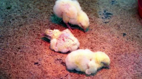 Chicken poult on sand. red light. Stock Footage 21838084
