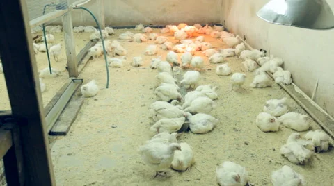 Chicken on a poultry farm Stock Footage 47839534