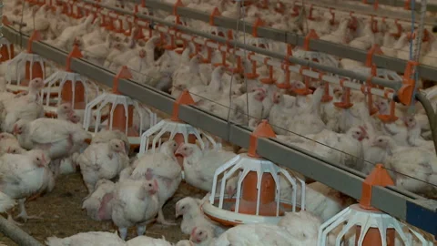 Chicken poultry farm Stock Footage 89934494