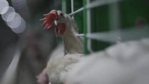 Chicken at the poultry farm 스톡 동영상 197054666
