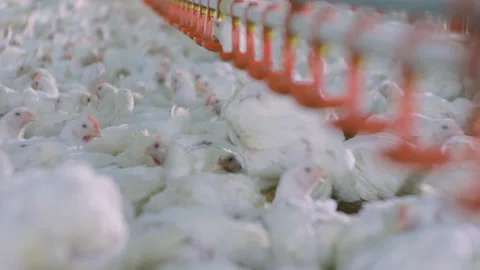 Chicken Poultry Farm Stock Footage 200952670