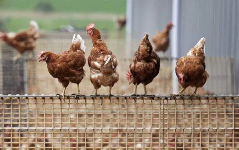 Chicken from poultry farms allowed to go out again, Winkel, Netherlands - 29 Apr Stock Photos