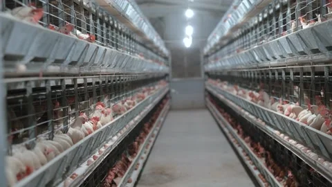 Chicken at Poultry Stock Footage 305332562