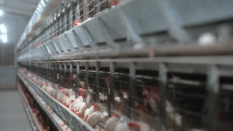 Chicken at Poultry Stock Footage 305332598