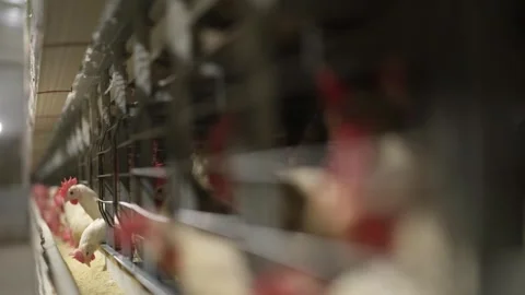Chicken at a Poultry Industrial Stock Footage 305332467