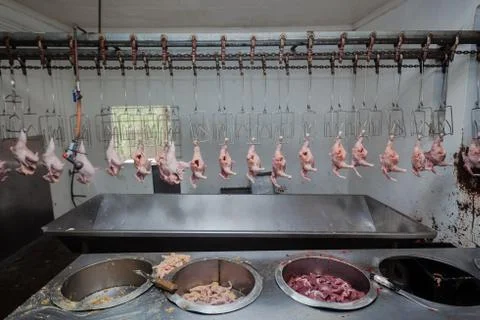 Chicken Processing Abattoir Stock Photos