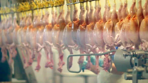 Chicken processing at chicken farm. Food processing line at poultry farm. Stock Footage