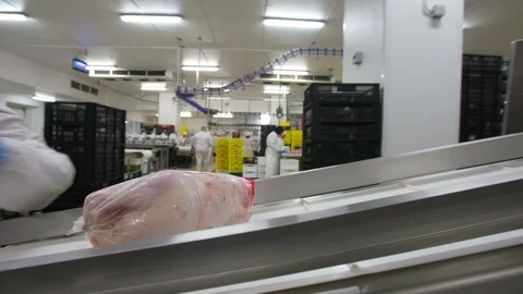 Chicken Processing At Chicken Farm. Vídeo Stock 115274056