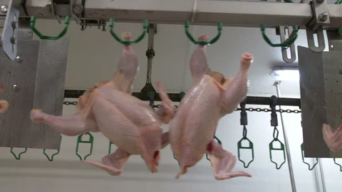 Chicken Processing At Chicken Farm Video stock 115274350
