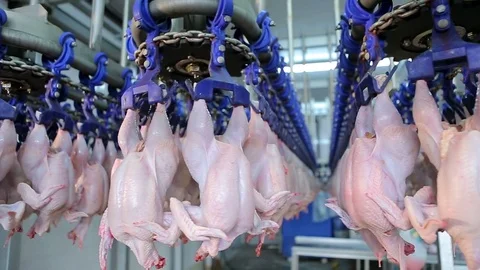 Chicken processing line at poultry farm. Chicken meat production line. Stock Footage 78492290