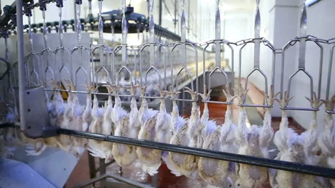 Chicken processing line at poultry farm. Video stock 100299648