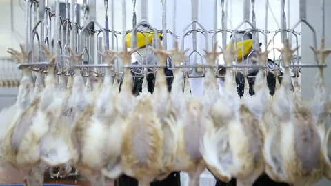 Chicken processing line at poultry farm. Video stock 100299900