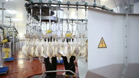 Chicken processing line at poultry farm. Video stock 100300397
