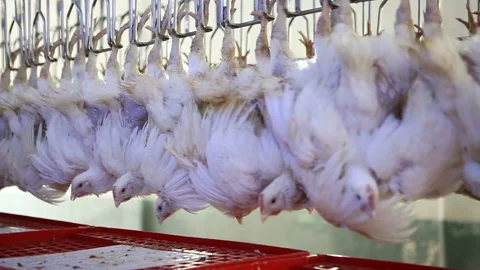 Chicken processing line at poultry farm. Video stock 100300693