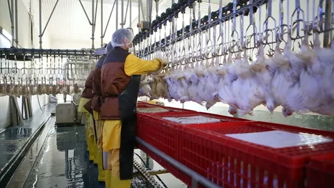 Chicken processing line at poultry farm. Video stock 100300849