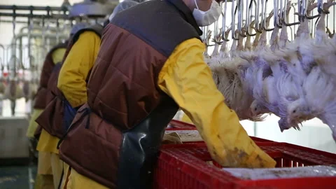 Chicken processing line at poultry farm. Video stock 100300881