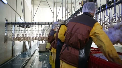 Chicken processing line at poultry farm. Video stock 100300924
