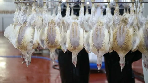 Chicken processing line at poultry farm. Video stock 100300933