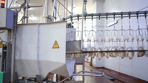 Chicken processing line at poultry farm. Video stock 100300935