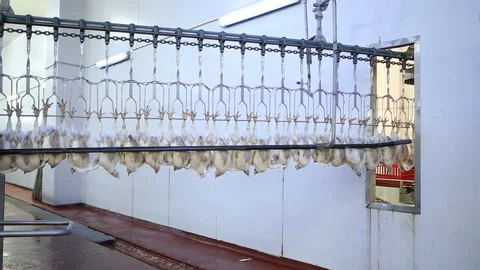 Chicken processing line at poultry farm. Video stock 100300945