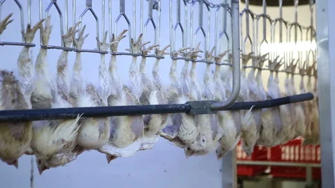 Chicken processing line at poultry farm. Video stock 100300948