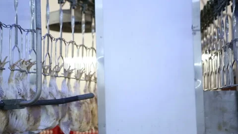 Chicken processing line at poultry farm. Video stock 100300962