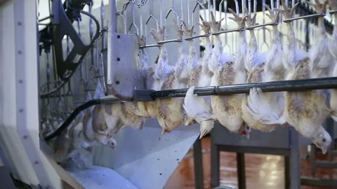 Chicken processing line at poultry farm. Video stock 100300990